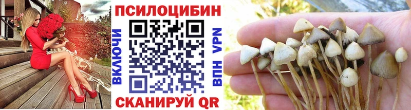 Псилоцибиновые грибы Psilocybe  купить наркотики цена  Белогорск 